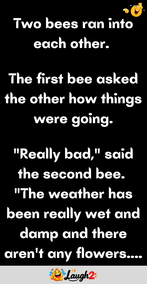 Two bees ran into each other